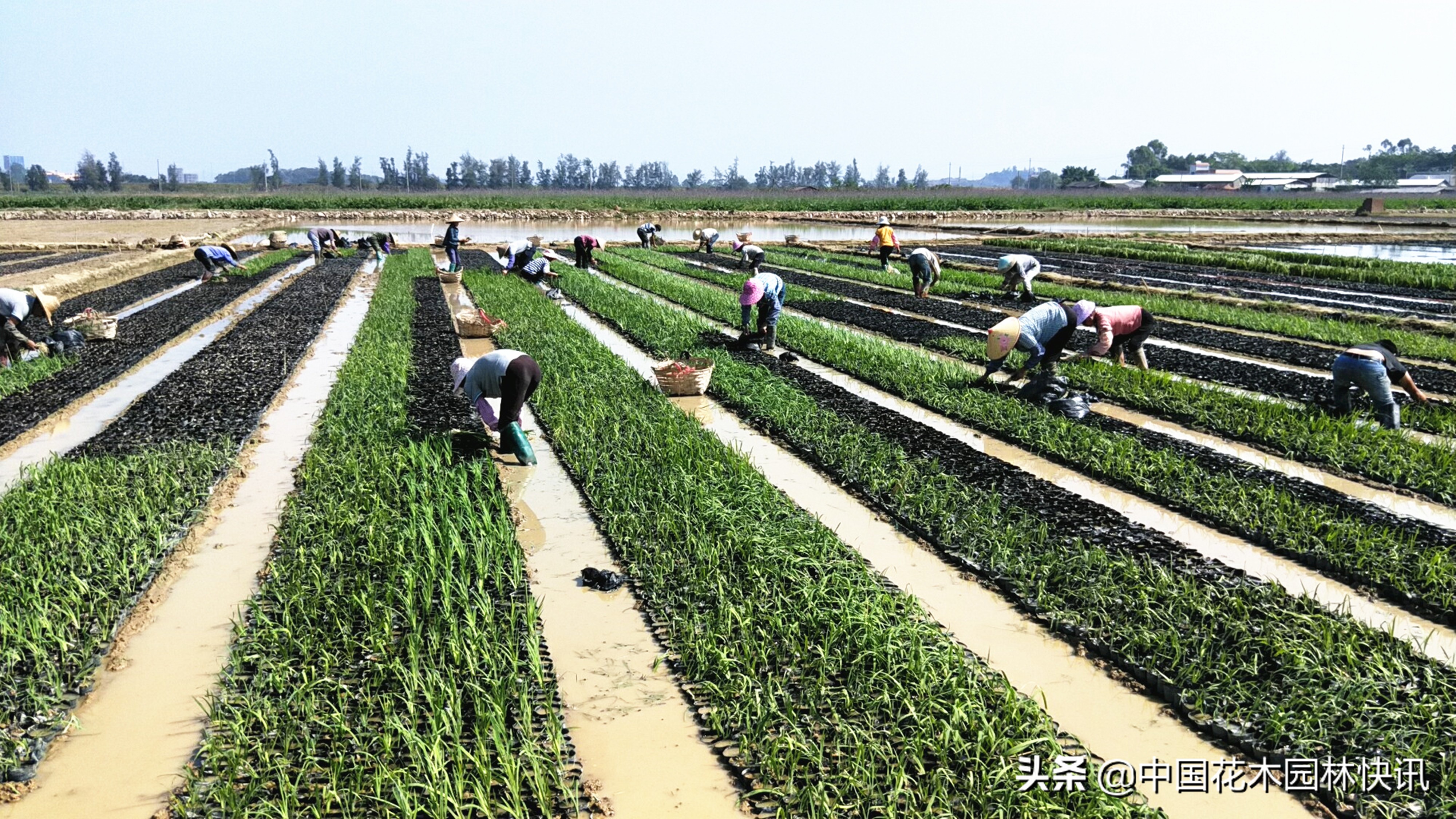 东莞周旭懿：十五年激情创业拼搏在水生植物领域绽放青*光春**芒