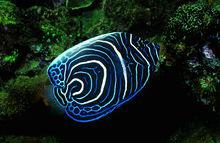 鱼与草木一样是冷血动物吗,鱼是冷血动物吗为什么不冬眠