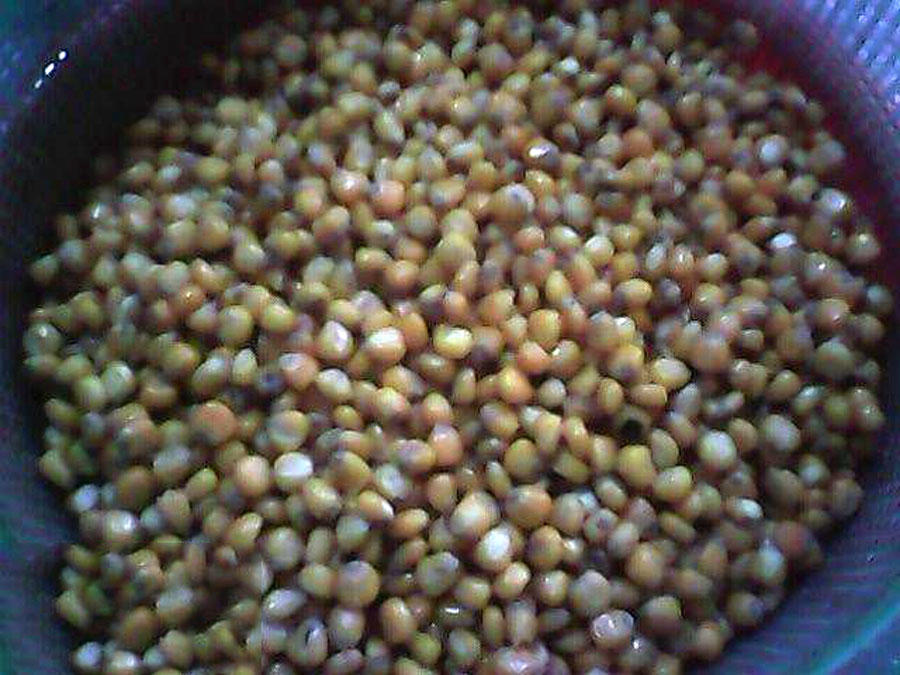 玉米粒钓大鱼最佳钓鱼方法,如何正确用玉米粒钓鱼