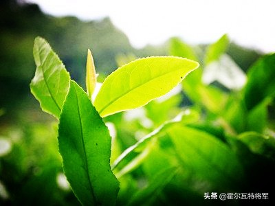 他从茶叶生意中赚得巨额身家，捐款修建了索菲亚教堂