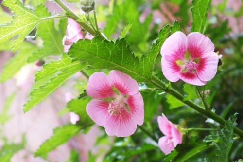 小木槿木质化严重有枯枝,小木槿黄叶是什么原因