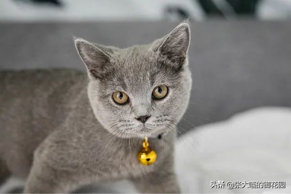 铲屎官一定要知道猫咪的求救信号,铲屎官最担心猫咪的几件事