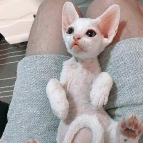 爱掉猫毛怎么办,如何彻底解决猫咪掉毛