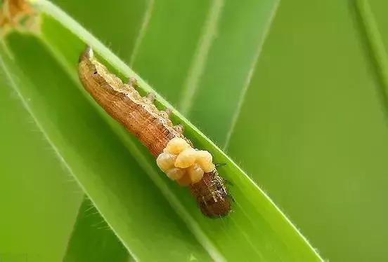 田间益虫你到底认识多少,农田益虫有哪些