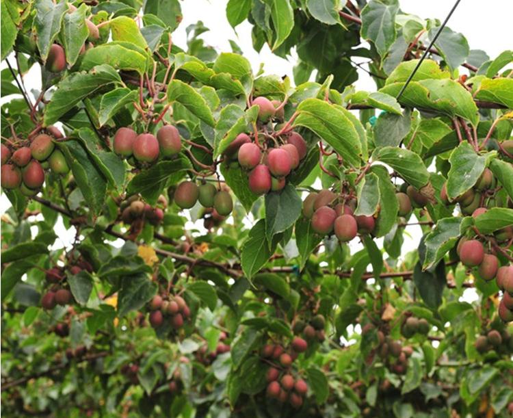适合懒人种植的露台果树,阳台种菜种果树