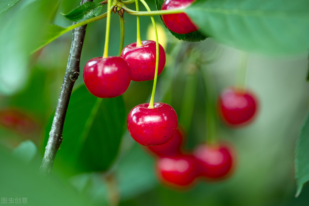 避免买花被坑,春天买花有什么坑