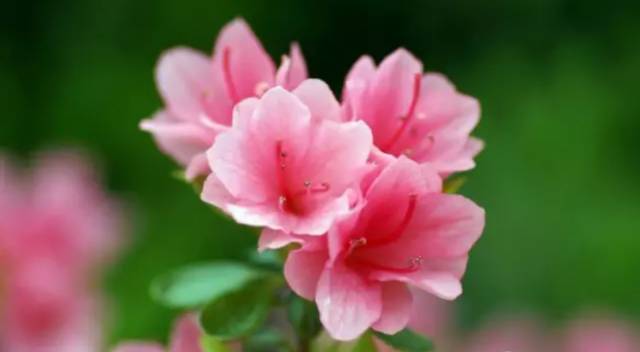 中国十大名花你认识几种呢,中国十大名花你喜欢哪种呢