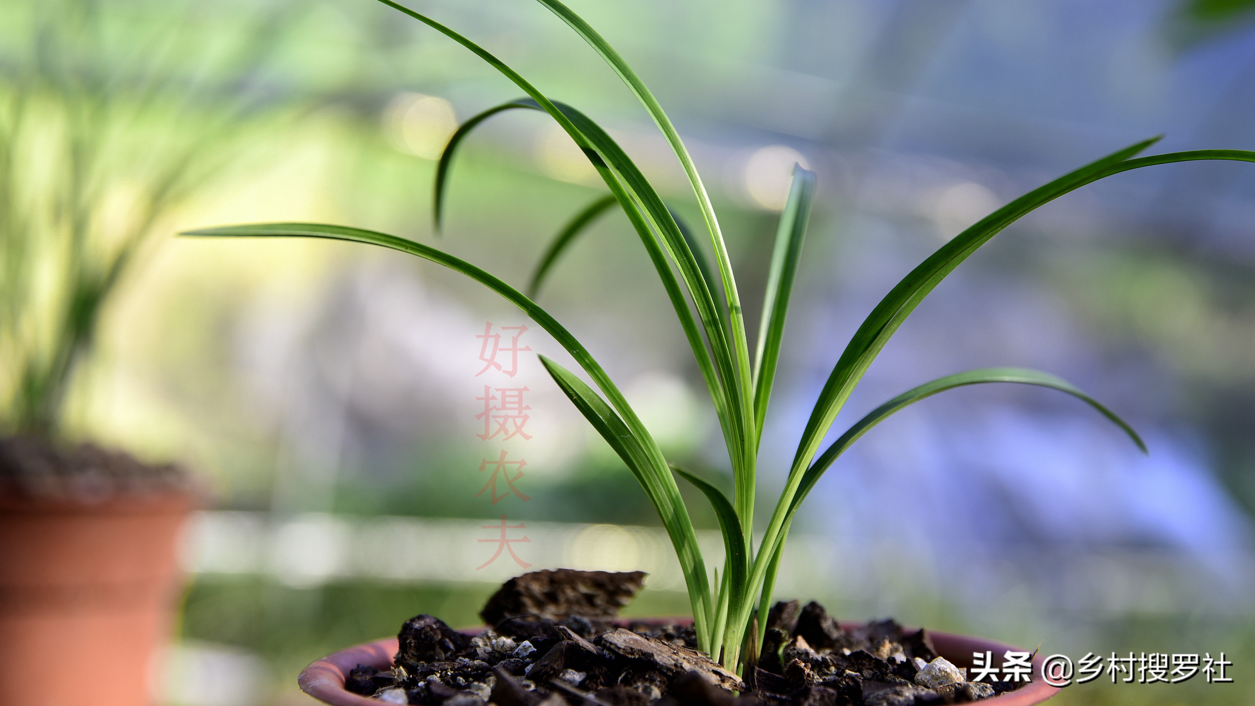 春兰芦头一般几个芽,春兰要怎么养花苞拔杆更高