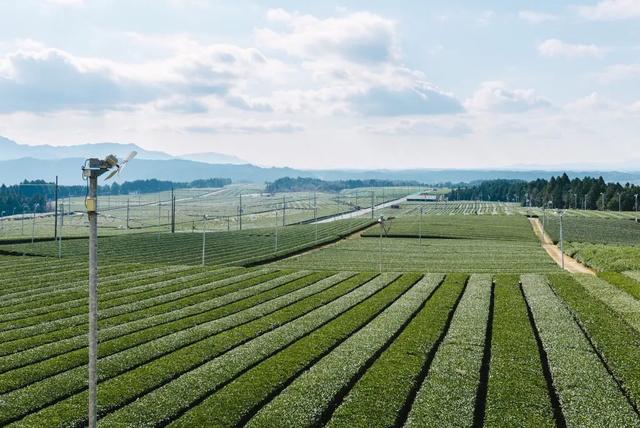 日本名茶,土山茶在福建叫什么茶
