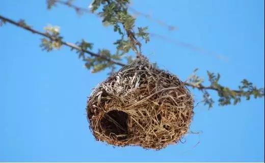 鸟儿知多少,鸟儿在墙外筑巢
