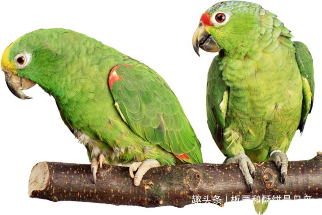 牡丹鹦鹉到底有多少种,可以饲养的牡丹鹦鹉有什么品种