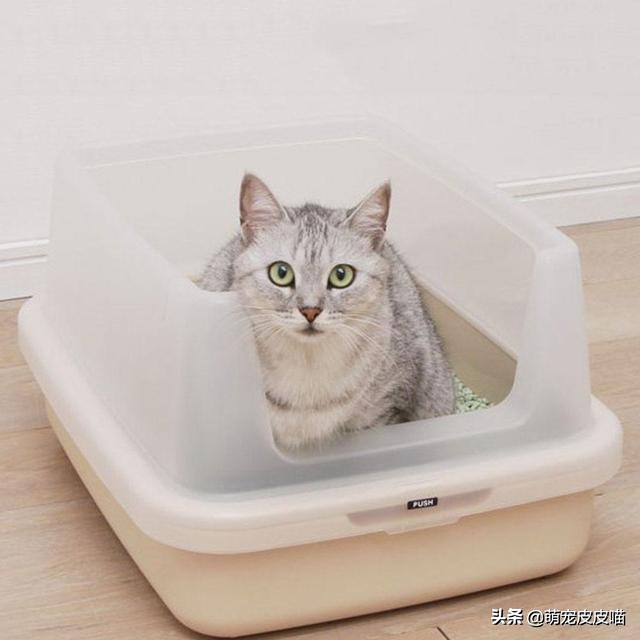 如何正确挑选猫砂,猫砂该怎么选