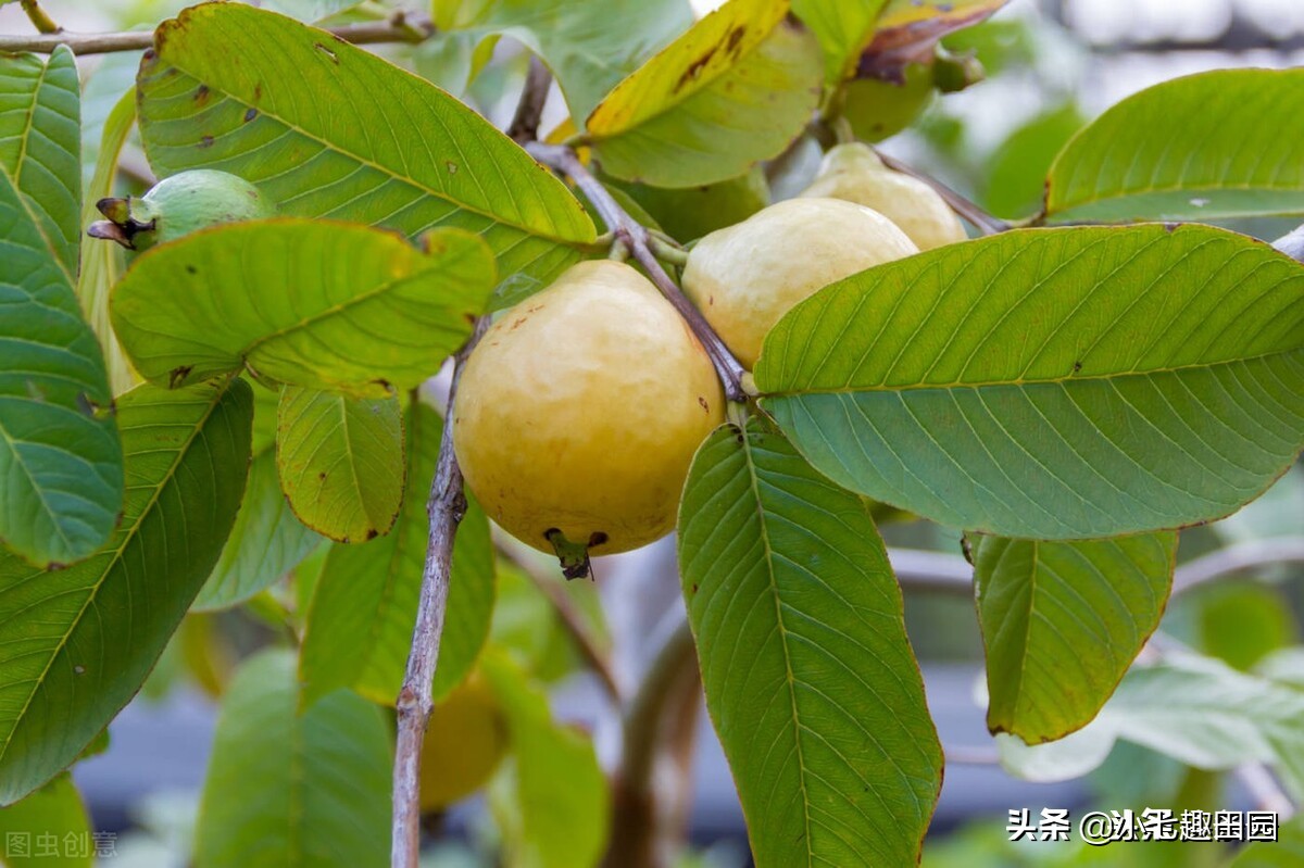 番石榴的品种以及种植技巧和方法,平泉南果北引番石榴喜获丰收