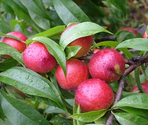 容易起虫的水果,什么水果最容易吃出虫