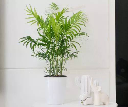 袖珍椰子最佳观赏期,阳台袖珍椰子