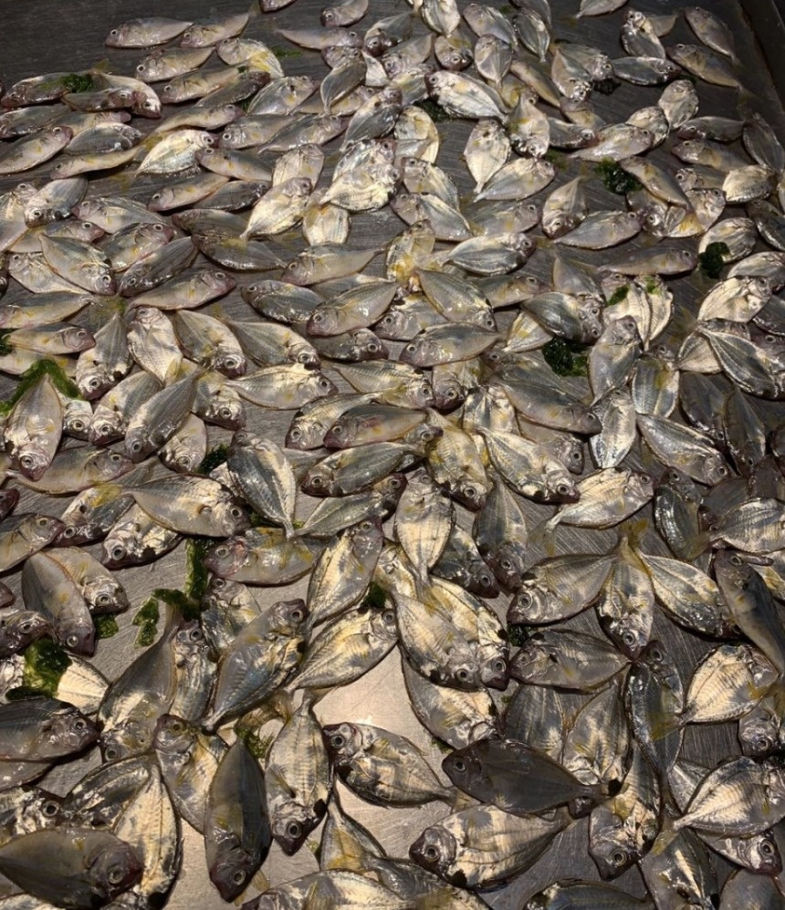 去北海在哪里买海鲜比较划算,北海的海鲜便宜还是防城港的便宜