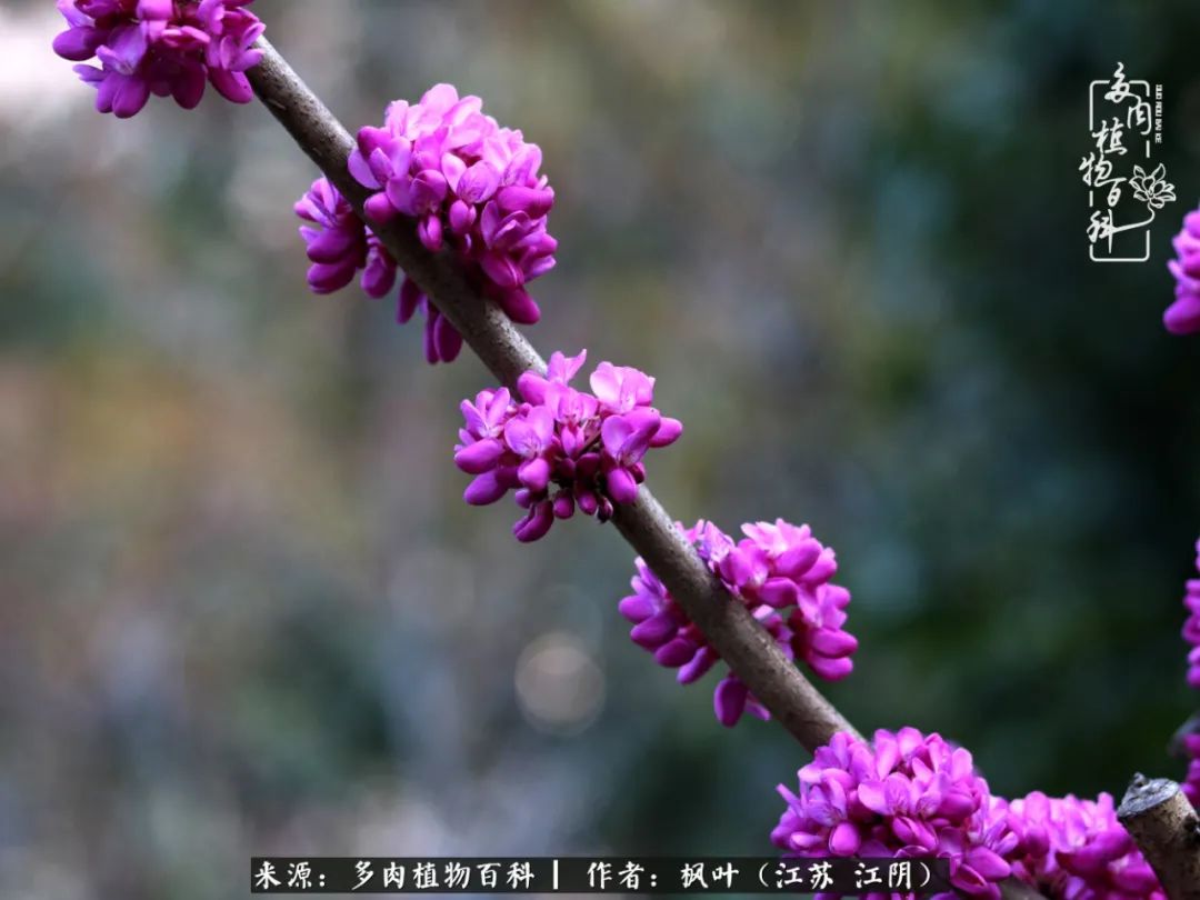 春有约,花不误,多肉与春天有个约会