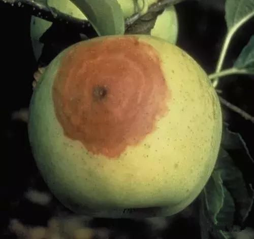 什么病是轮纹病,轮纹病的症状及防治方法