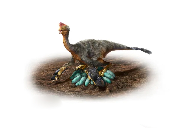 为什么恐龙孵化蛋不会碎,恐龙蛋孵化成小恐龙的过程是什么