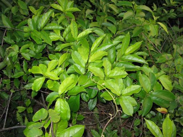 十二属相对应的植物,十二生肖中最罕见的植物