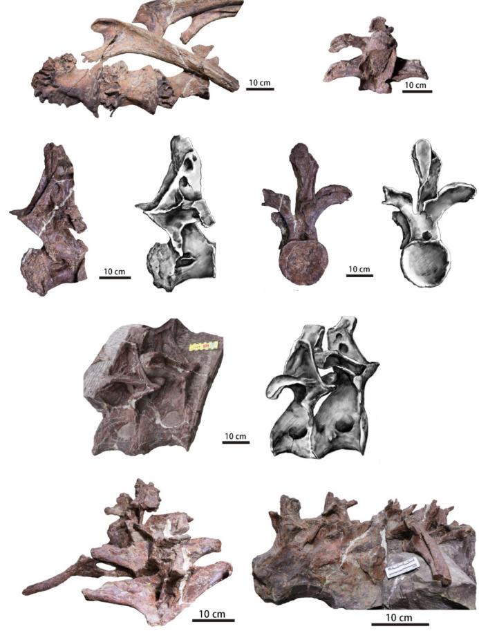 真正的恐龙从哪里来,重庆发现的恐龙是真的吗