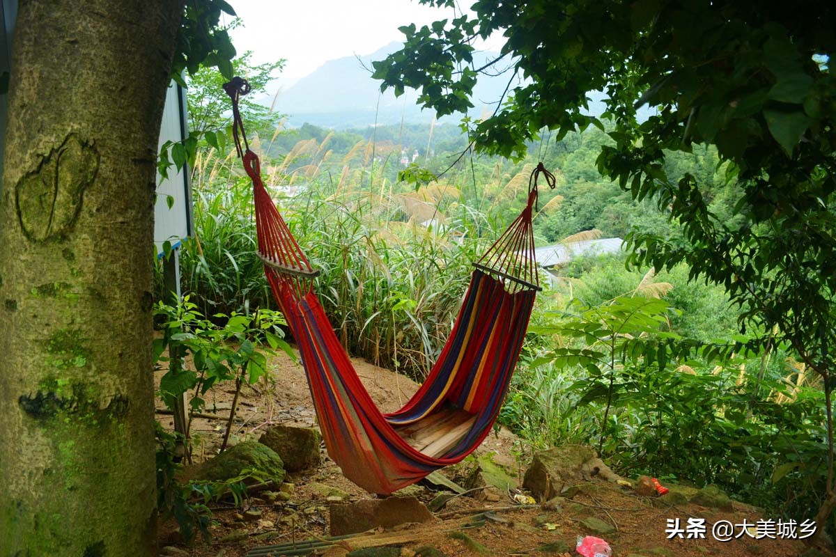 农民养两千余只土鸡变飞鸡,中国深山养殖5亿只鸡视频