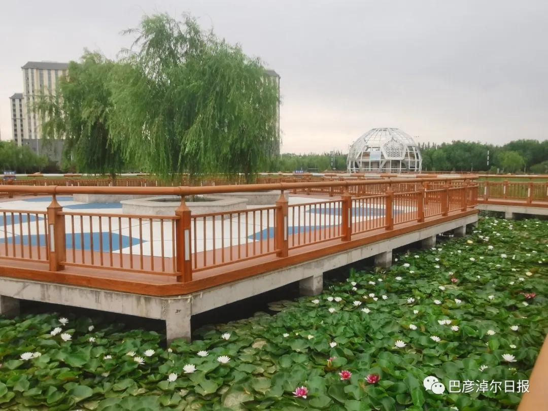临河植物园景色,临河荷花景区