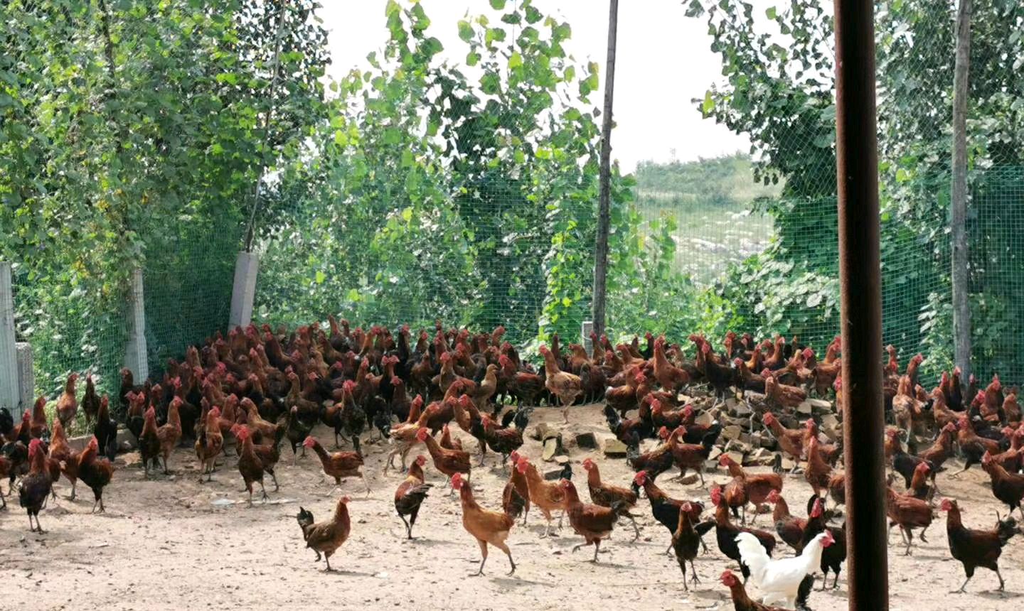 养鸡技术知识大全解说,养鸡小妙招100首