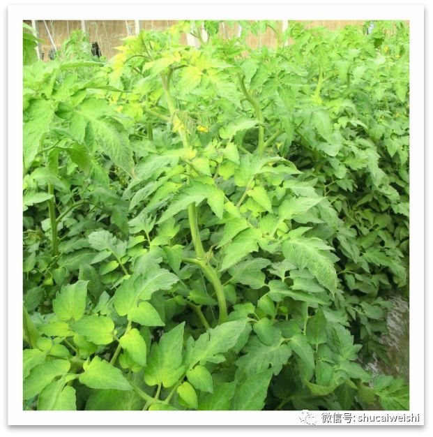 番茄缺镁有什么症状,番茄病毒病的防治和缺素防治