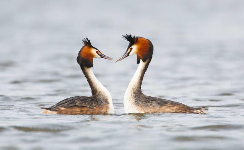 东江揽胜,惠州淡水常见鸟类图谱