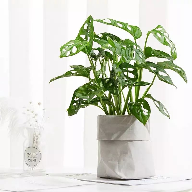 室内盆栽植物吸甲醛易活推荐,有助睡眠植物盆栽除甲醛