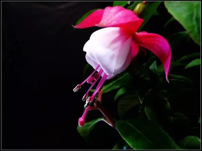 惊艳倒挂金钟,惊艳倒挂金钟图片