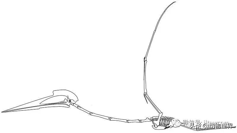 哈特斯哥翼龙比风神翼龙大吗,哈特兹哥翼龙复原图