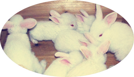 流产兔子能活吗,兔子流产是不是公兔子不行