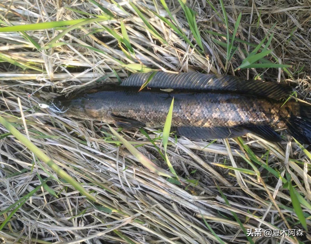 路亚不知道钓什么鱼用什么饵,路亚新手不会打前导怎么办