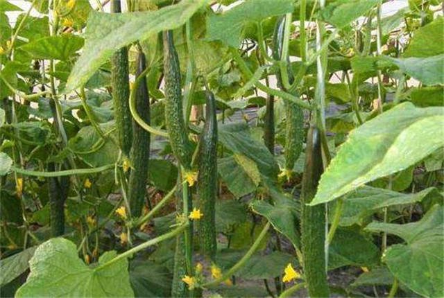 露天黄瓜种植怎样结瓜多产量高,黄瓜怎样种植产量高
