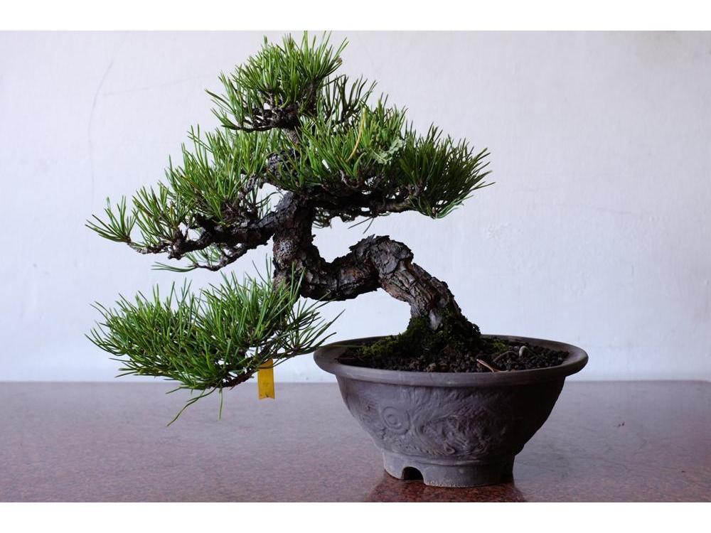 黑松嫁接的千寿丸盆景如何养护 (福建莆田黑松盆景的养护方法)