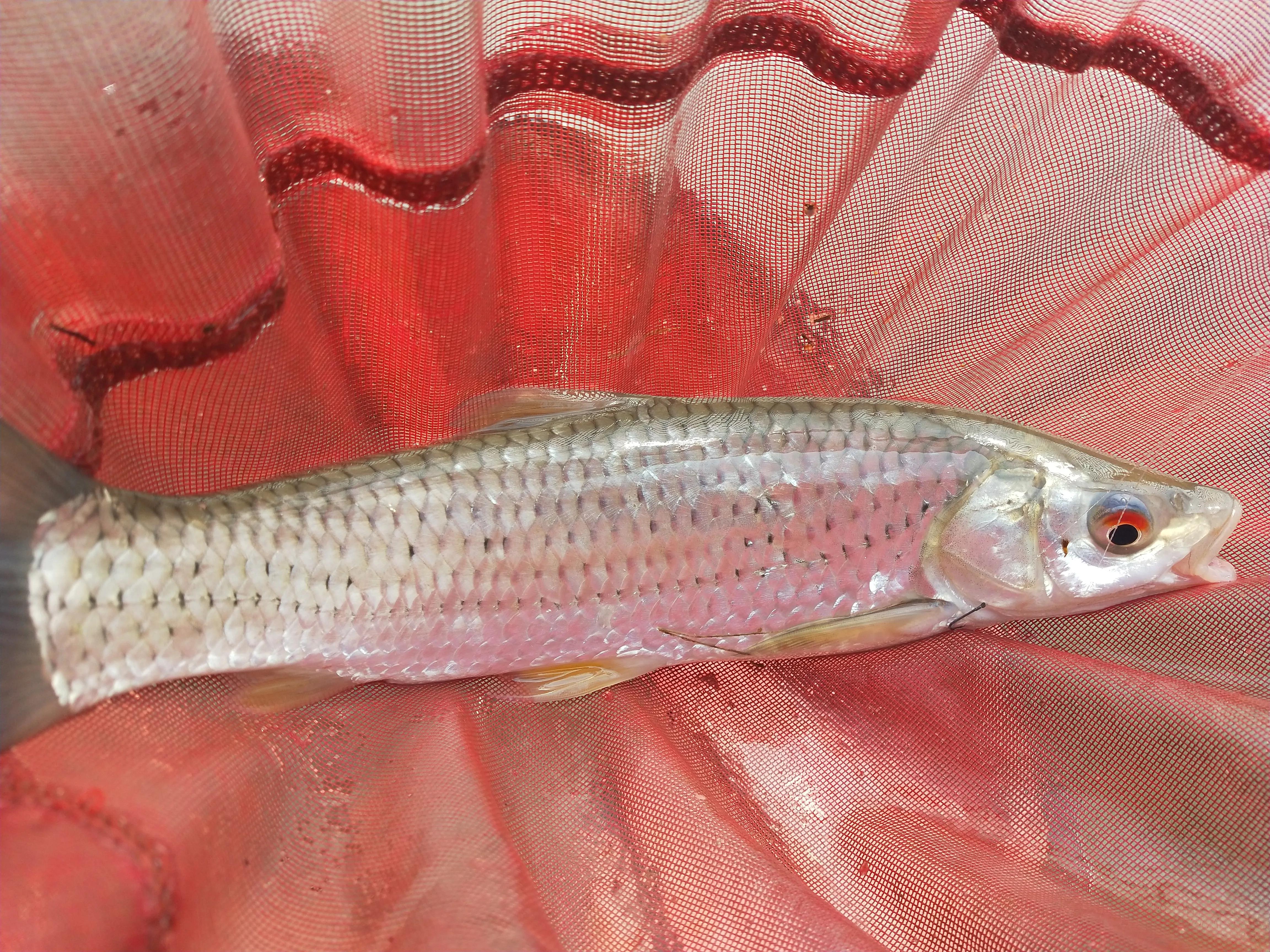 自制冷冻饵实战效果,罗非自制冻饵用什么收水