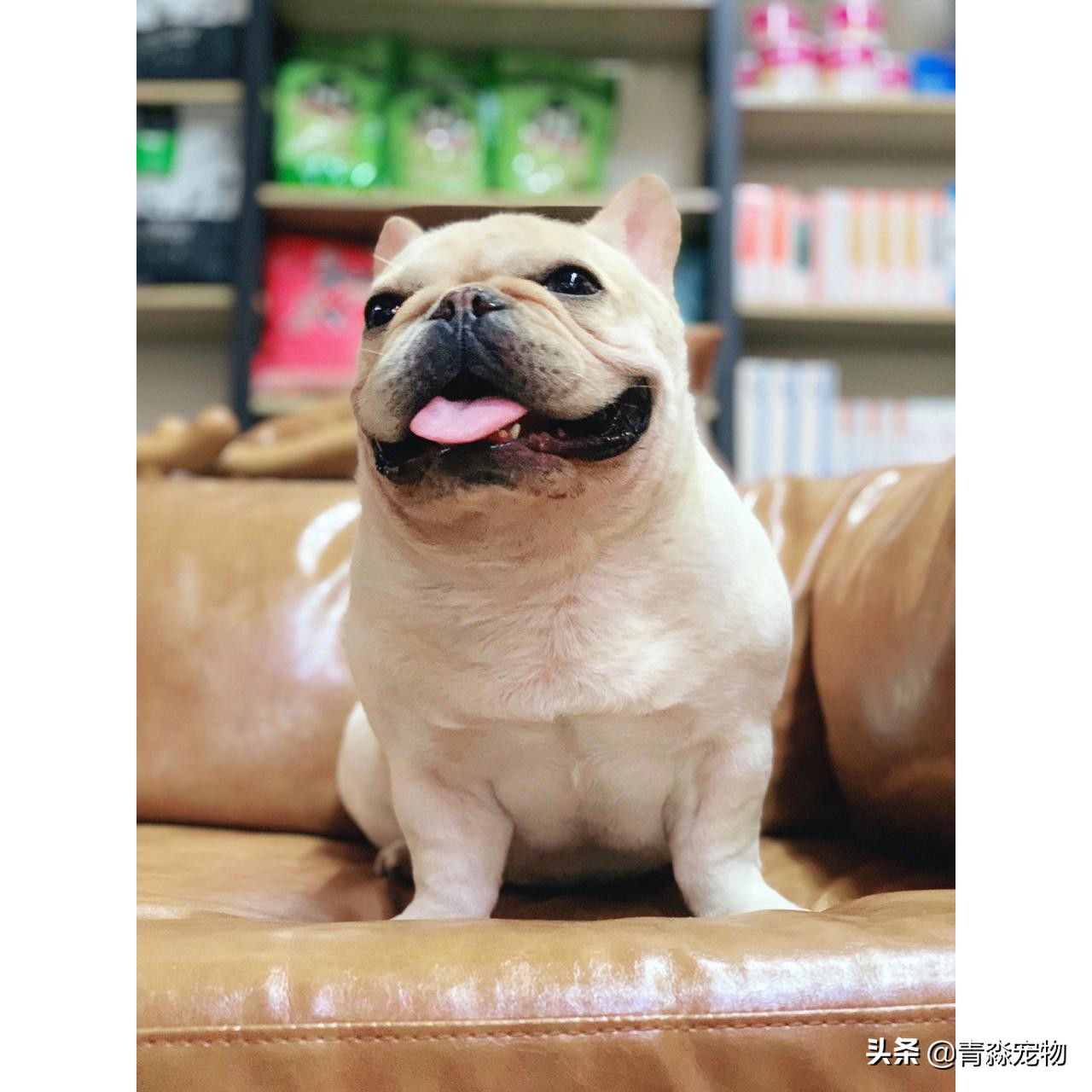 宠物狗耳螨怎么办啊,耳螨狗狗应该注意什么