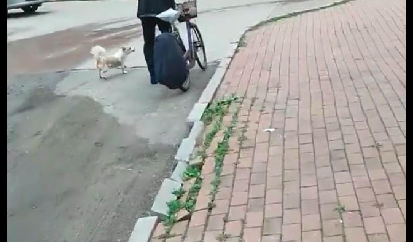 流浪狗举动让人泪目,流浪狗让人心疼害怕却不咬人