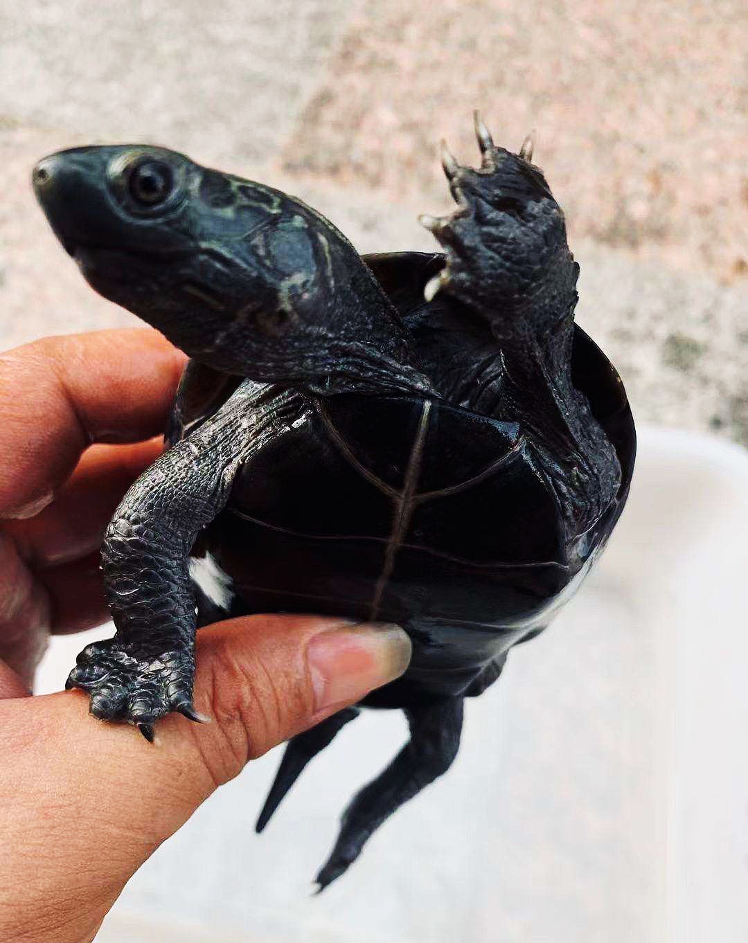 宠物乌龟治疗,乌龟尾巴有点小断尾怎么处理