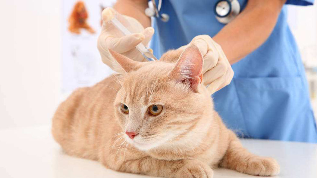 如何治疗猫癣,该如何治疗猫癣