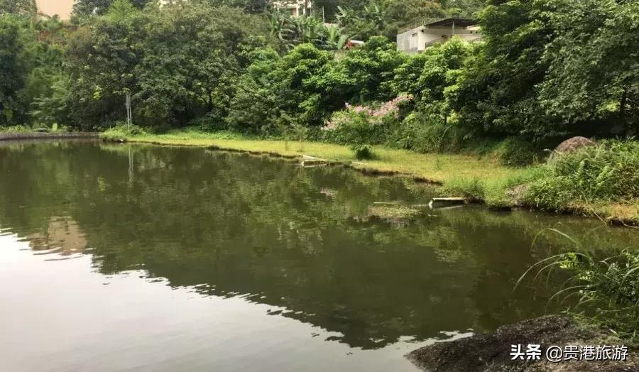 鐜╄浆骞胯タ妗傚钩姘戝,妗傚钩姘戝