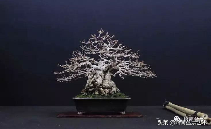 盆景结顶的形式,最好的盆景结顶方法