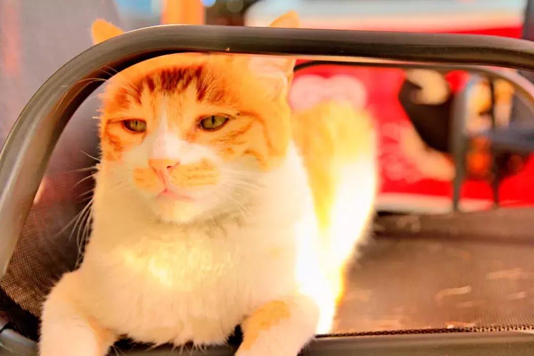 武昌这所低调的大学坐拥一线江景，教学楼窗外就是黄鹤楼