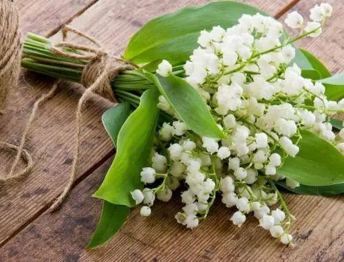 铃兰真的有毒吗,铃兰有毒吗视频