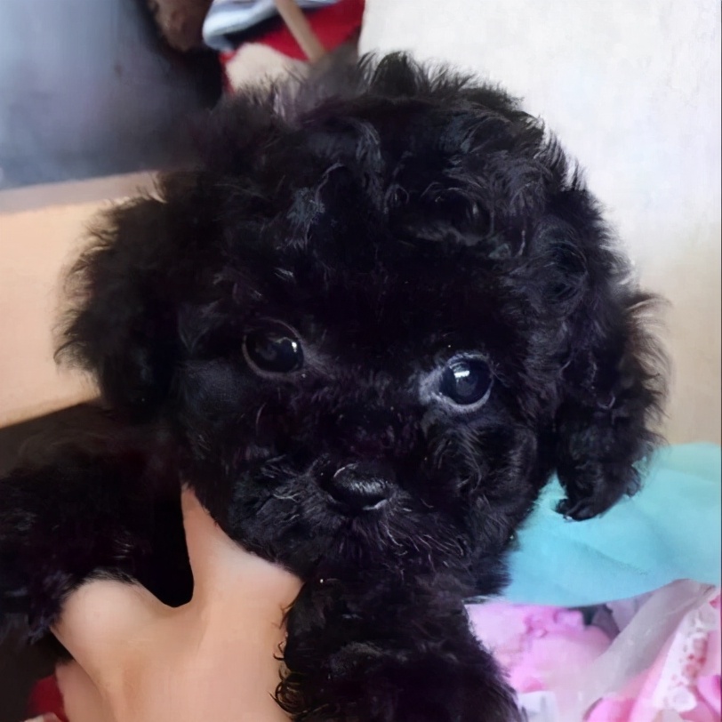 黑色贵宾犬好养吗,黑色贵宾犬为什么不建议养