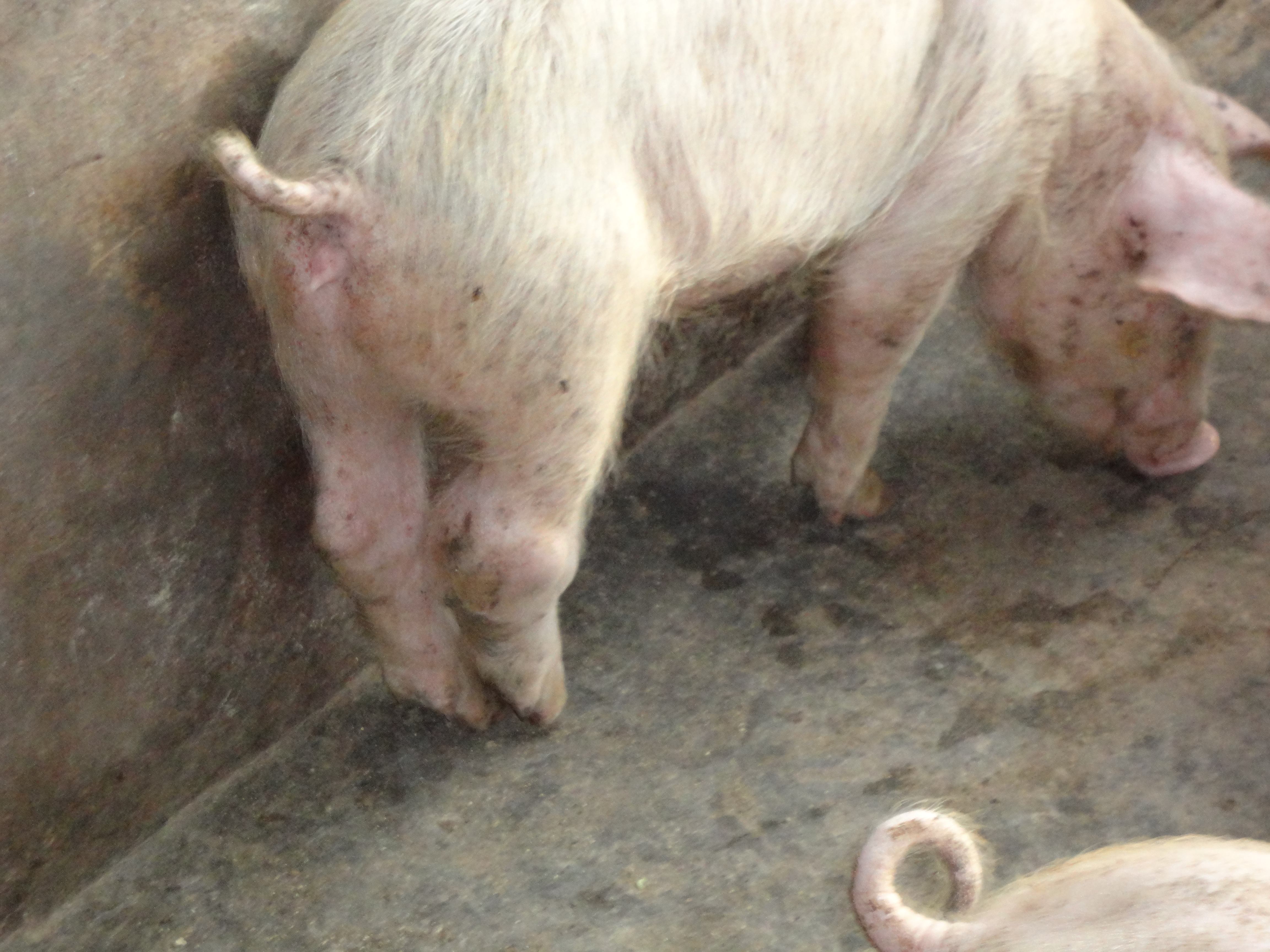 猪的关节肿大有没有民间偏方可治,猪的脚关节肿怎么治疗