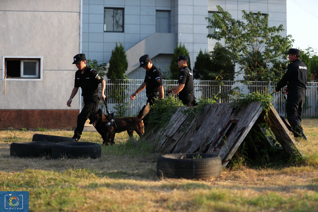 警犬训犬师的工作和生活,如何成为一名合格的警犬训导员