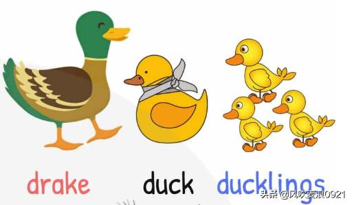 儿童跟读学英语动物单词,看图记单词学口语